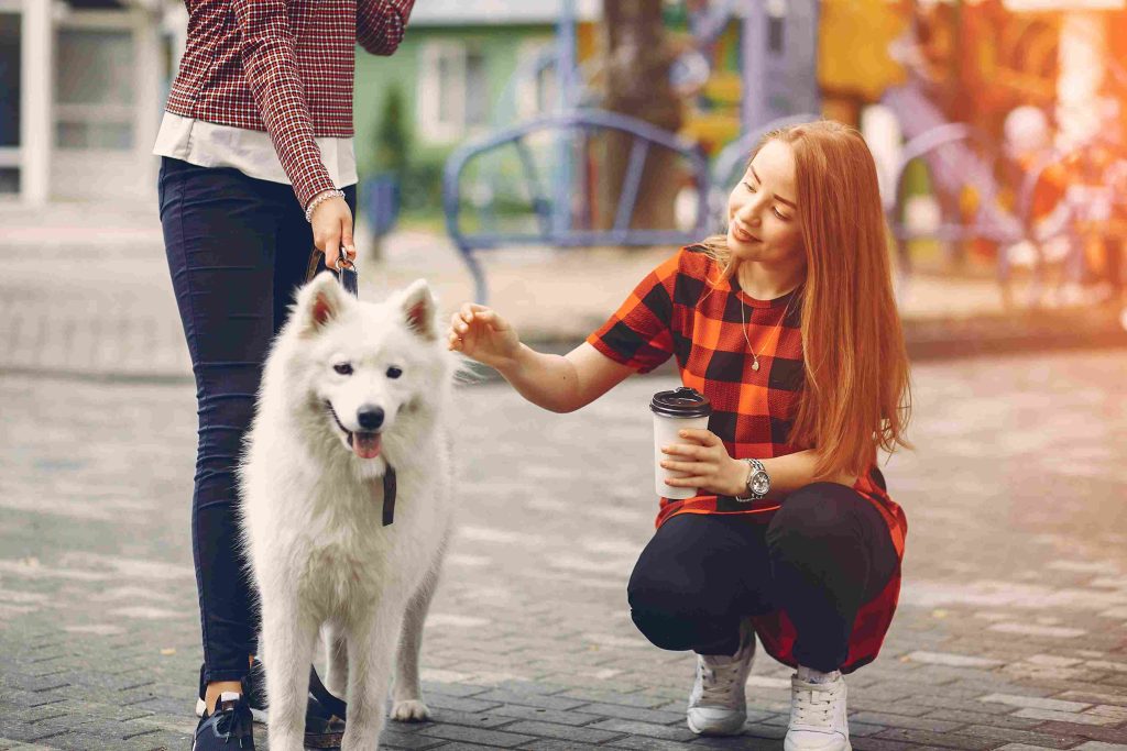 How to Know If Your Pet Had a Good Boarding Stay in Dubai